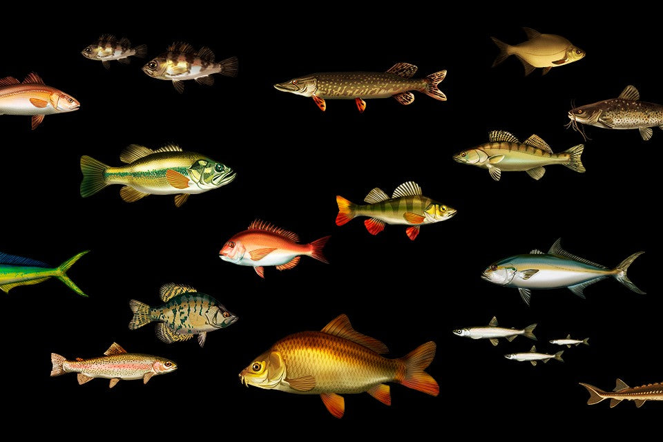 You Only Need a Deeper Fish Finder to Catch Them All – Deepersonar