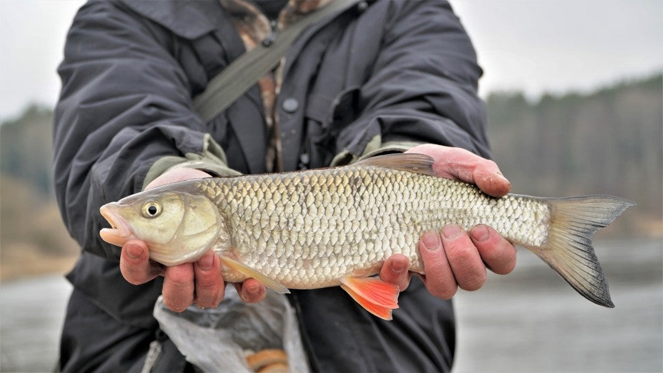 Pirmosios žūklės su fideriu upėse – kaip surasti žuvį ir pasidžiaugti nuošalumu